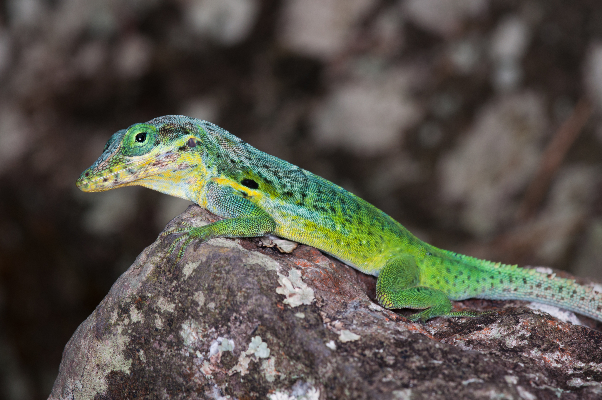 St. Eustatius Anole (Anolis bimaculatus) · iNaturalist