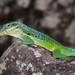 St. Eustatius Anole - Photo (c) Marc AuMarc, some rights reserved (CC BY-NC-ND)