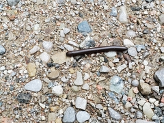 Narceus americanus