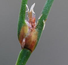 Centrolepis aristata