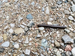 Narceus americanus