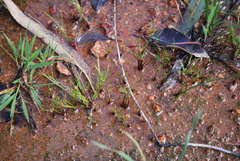 Centrolepis aristata