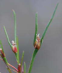 Centrolepis aristata