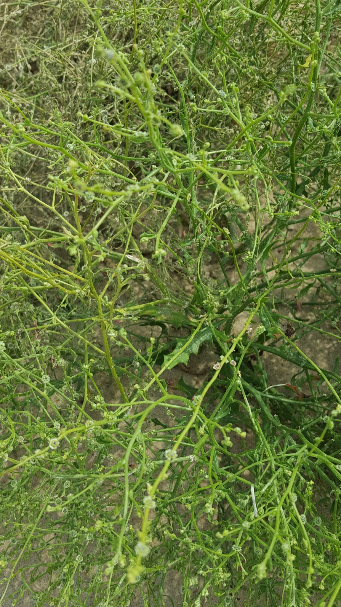 Cycloloma atriplicifolium