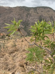 Protea caffra falcata