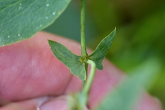 Lathyrus ochroleucus