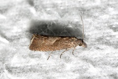 Dichrorampha acuminatana