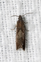 Dichrorampha acuminatana