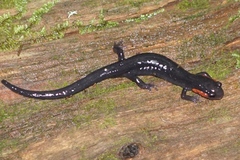 Plethodon jordani