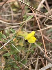 Pearsonia aristata