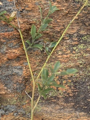 Pearsonia aristata