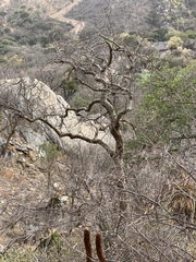 Commiphora glandulosa