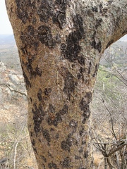 Commiphora glandulosa