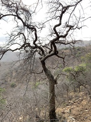 Commiphora glandulosa