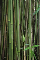 Phyllostachys nigra