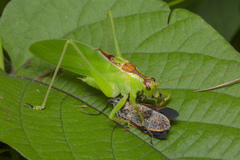 Hexacentrus unicolor