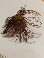 Ceratophyllum submersum