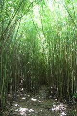 Phyllostachys nigra