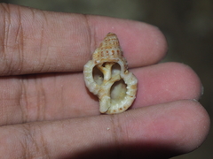 Bursidae