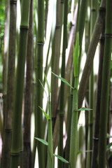 Phyllostachys nigra