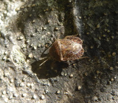 Sciocoris homalonotus