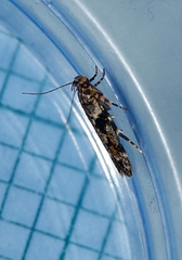 Aristotelia amelanchierella