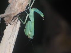 Hierodula patellifera