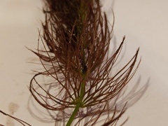 Ceratophyllum submersum