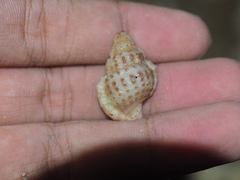 Bursidae