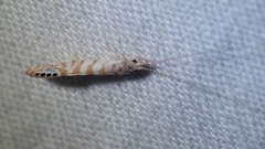 Nectopsyche exquisita