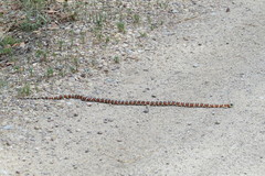 Lampropeltis knoblochi