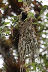 Cacicus chrysonotus