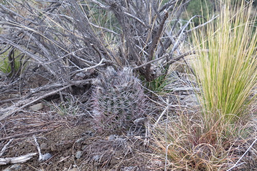 Eriosyce strausiana