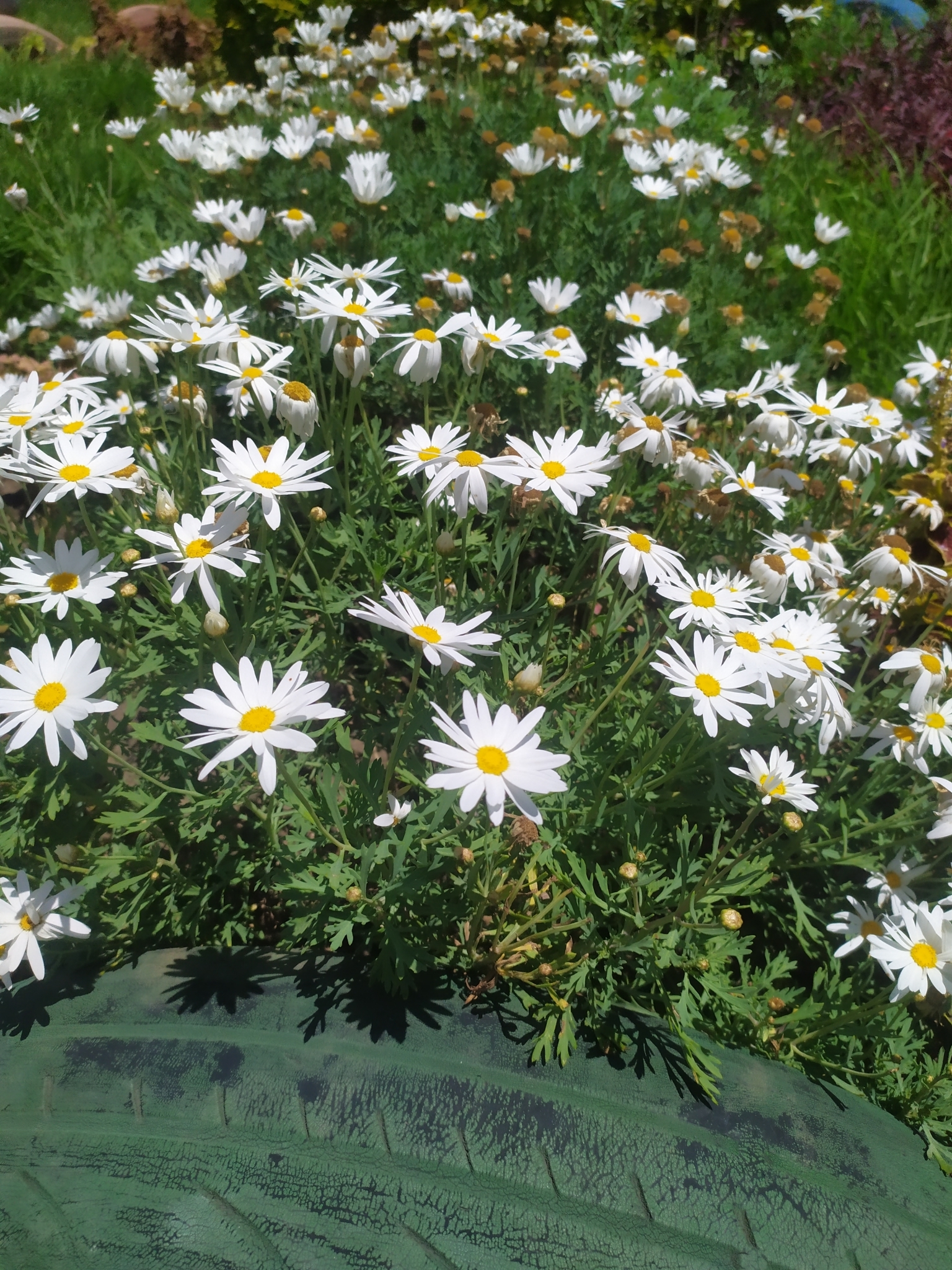 Argyranthemum image