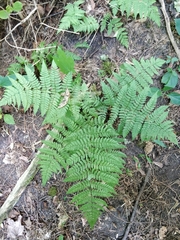 Dryopteris × triploidea
