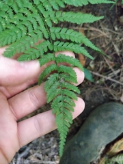 Dryopteris × triploidea