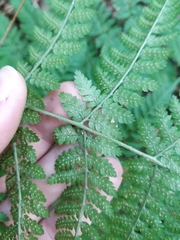 Dryopteris × triploidea