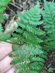 Dryopteris × triploidea