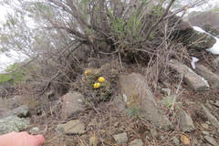 Maihueniopsis ovata