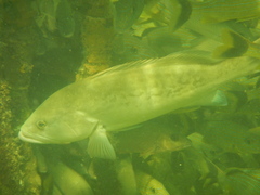Mycteroperca microlepis
