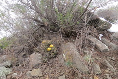 Maihueniopsis ovata