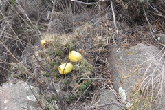 Maihueniopsis ovata