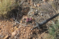 Maihueniopsis ovata