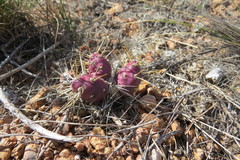 Maihueniopsis ovata