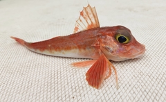 Chelidonichthys cuculus