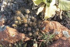 Maihueniopsis ovata