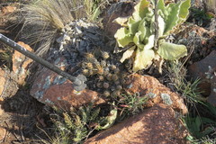 Maihueniopsis ovata