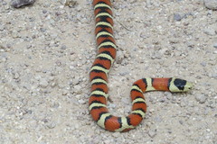 Lampropeltis knoblochi