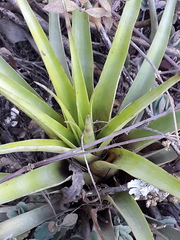 Tillandsia secunda