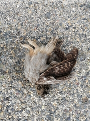 Bubo virginianus magellanicus